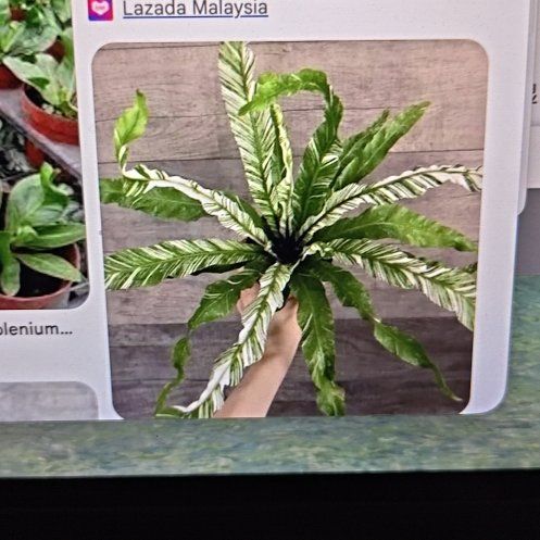 Photo of the plant species Tree Climacium Moss by @SuppleSaguaro50 named Mando on Greg, the plant care app