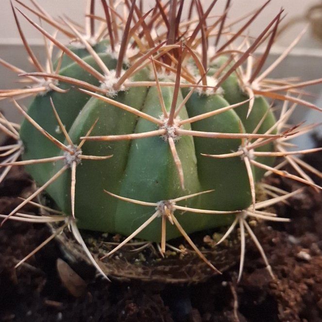 Photo of the plant species Melocactus azureus by @NewCoralpea57 named Ms. Pokey on Greg, the plant care app