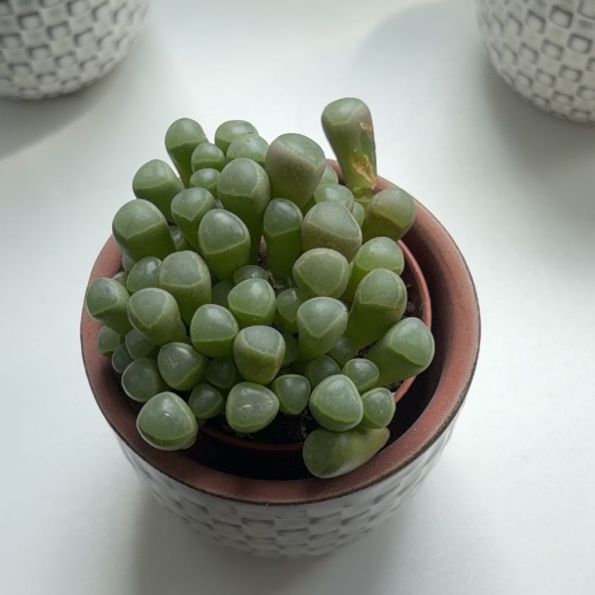 Photo of the plant species Baby Toes by @HealthfulTaro28 named Apollo on Greg, the plant care app