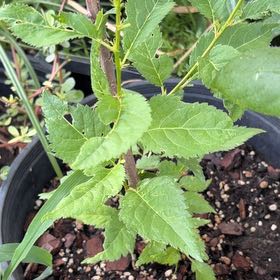 Photo of the plant species Balloon-Flower by @ElderJubaea47 named Apollo on Greg, the plant care app