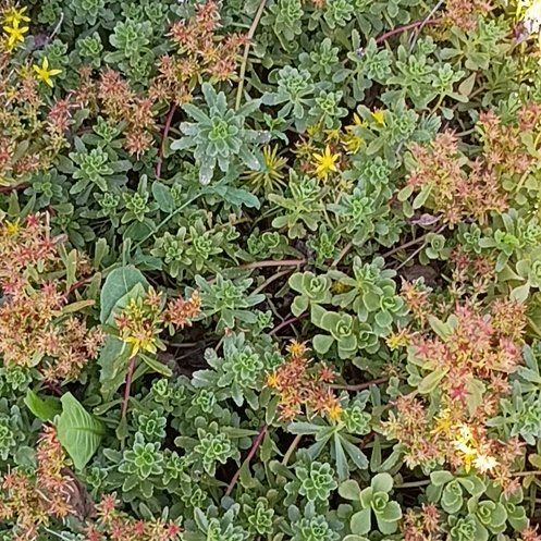 Photo of the plant species Oregon Stonecrop by @KeyAgave1 named Miley on Greg, the plant care app