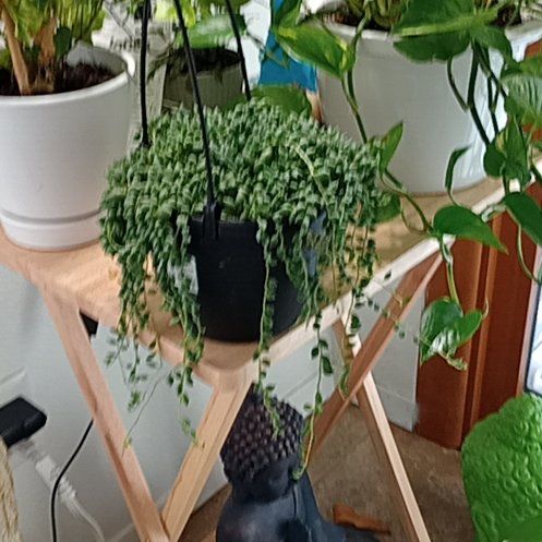 Photo of the plant species String of Raindrops by @PeakBasil91 named Osmo on Greg, the plant care app