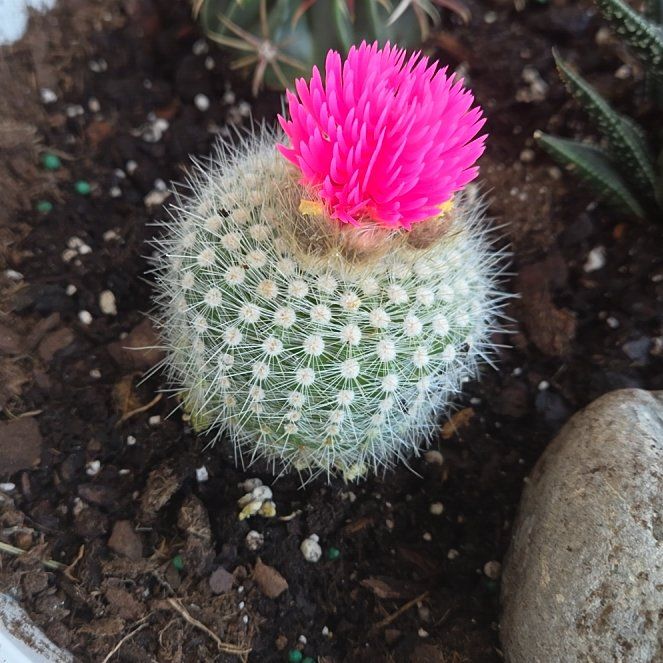 Photo of the plant species Mammillaria albilanata by @CivicWateroak47 named Winston on Greg, the plant care app