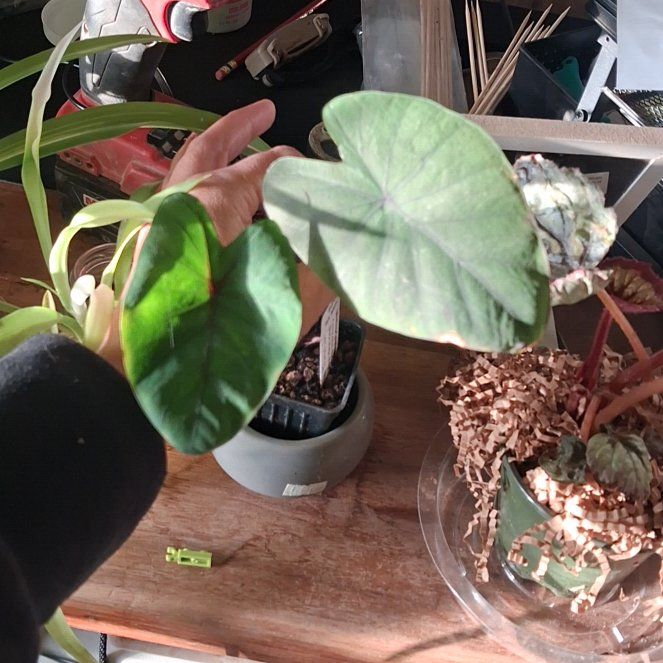 Photo of the plant species Black Magic Elephant Ear by @NiftyElkweed33 named Khaleesi on Greg, the plant care app