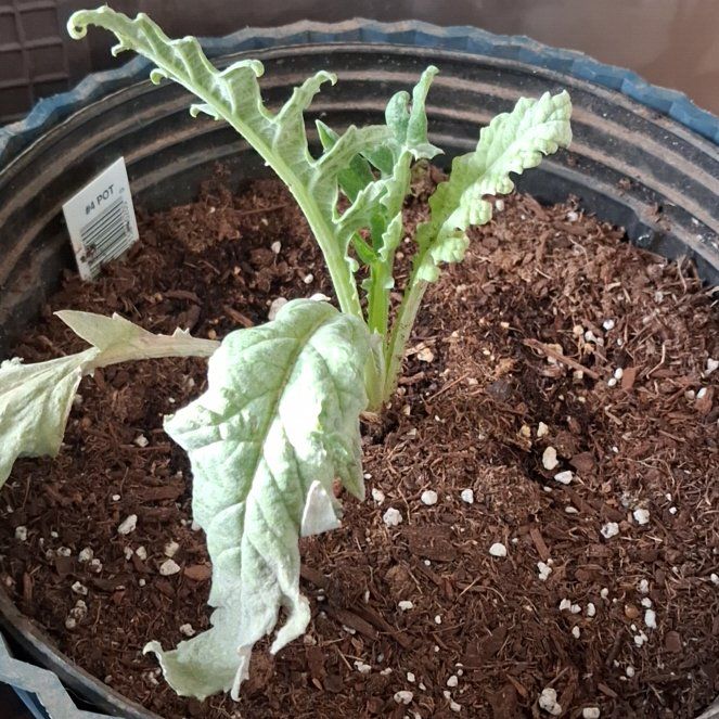 Photo of the plant species Green Globe Artichoke by @NiftyElkweed33 named Zion on Greg, the plant care app
