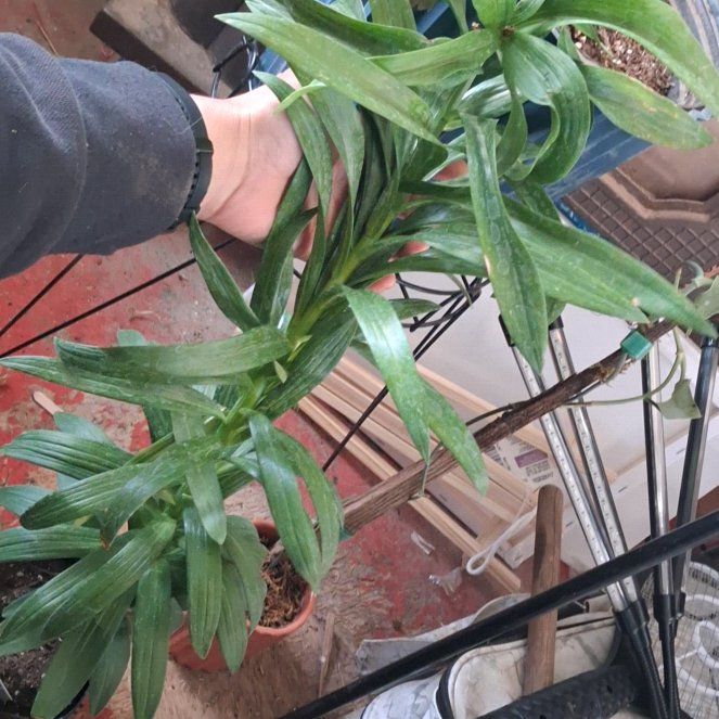 Photo of the plant species Summer scarlet Lily by @NiftyElkweed33 named Lebron on Greg, the plant care app