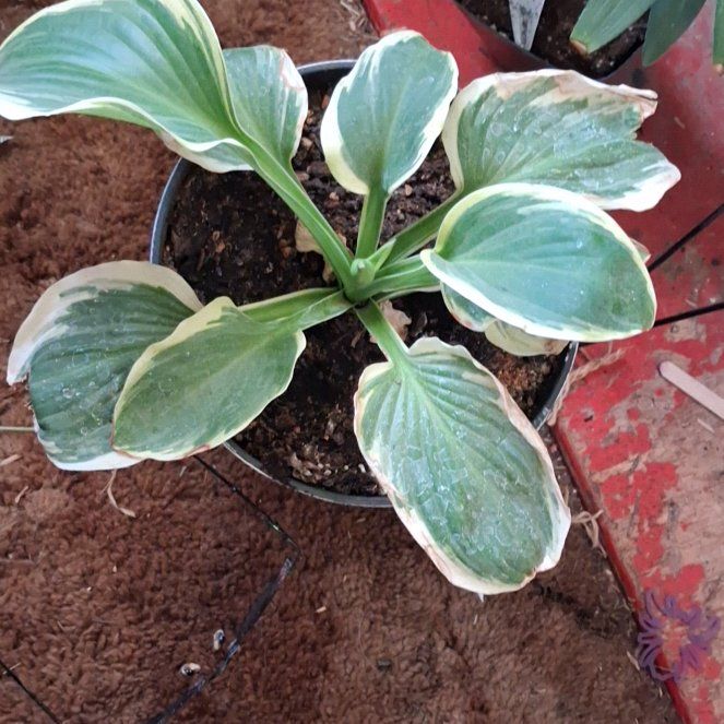 Photo of the plant species Hosta 'Diana Remembered' by @NiftyElkweed33 named Apollo on Greg, the plant care app