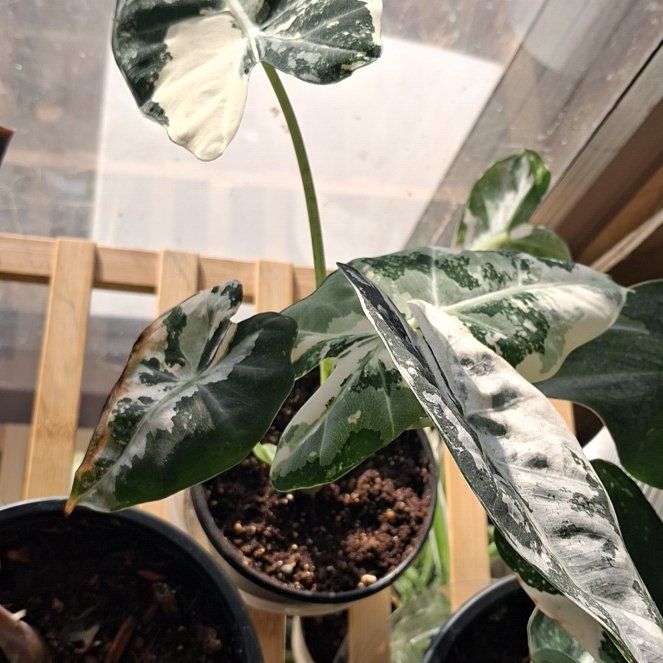 Photo of the plant species Alocasia Freydek Varigated by @NiftyElkweed33 named Miley on Greg, the plant care app