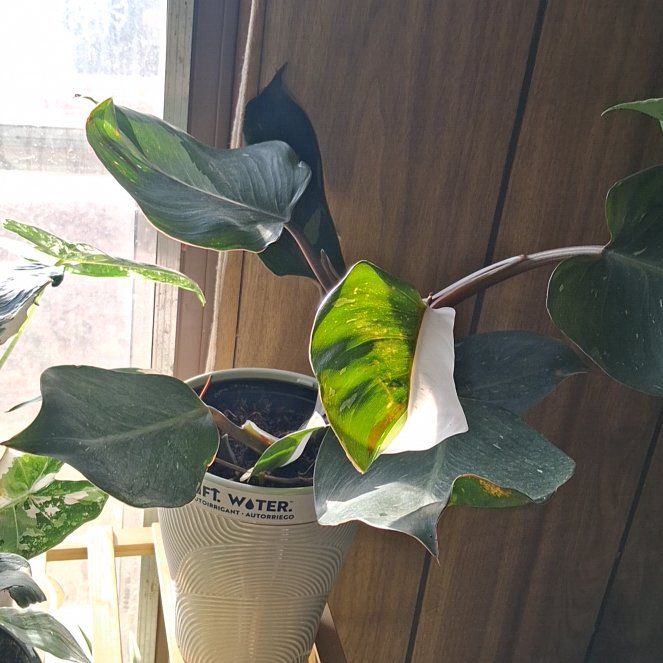 Photo of the plant species White Knight by @NiftyElkweed33 named Tolkien on Greg, the plant care app
