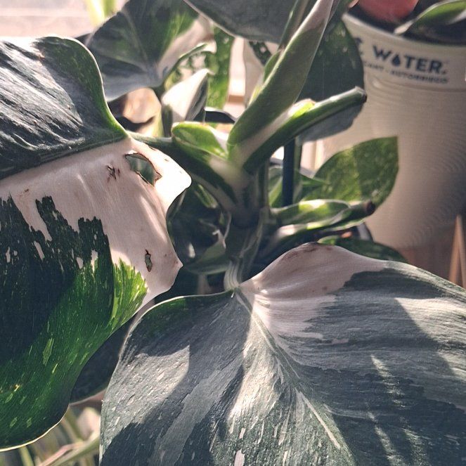 Photo of the plant species Philodendron 'White Wizard' by @NiftyElkweed33 named Aria on Greg, the plant care app