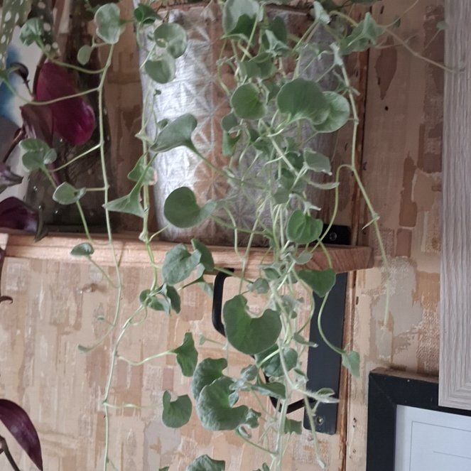 Photo of the plant species Silver Falls Dichondra by @NiftyElkweed33 named Drake on Greg, the plant care app