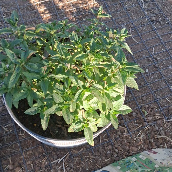 Photo of the plant species Chocolate Mint by @NiftyElkweed33 named Darwin on Greg, the plant care app