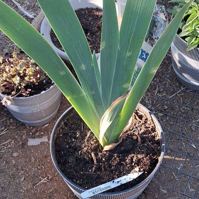 Photo of the plant species German Iris by @NiftyElkweed33 named Hemingway on Greg, the plant care app