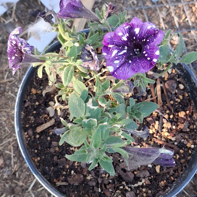 Photo of the plant species Night Sky Petunia by @NiftyElkweed33 named Rosa on Greg, the plant care app
