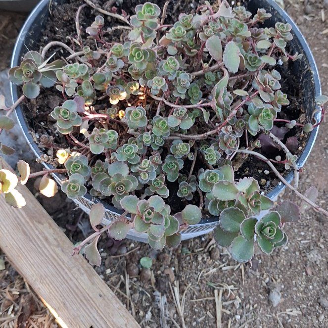 Photo of the plant species Dragons Blood Sedum by @NiftyElkweed33 named Tolkien on Greg, the plant care app