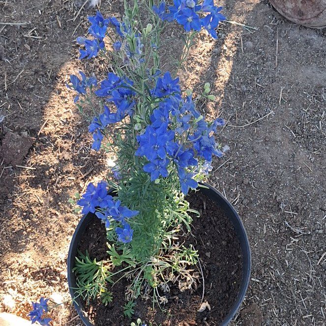 Photo of the plant species Siberian Larkspur by @NiftyElkweed33 named Daphne on Greg, the plant care app