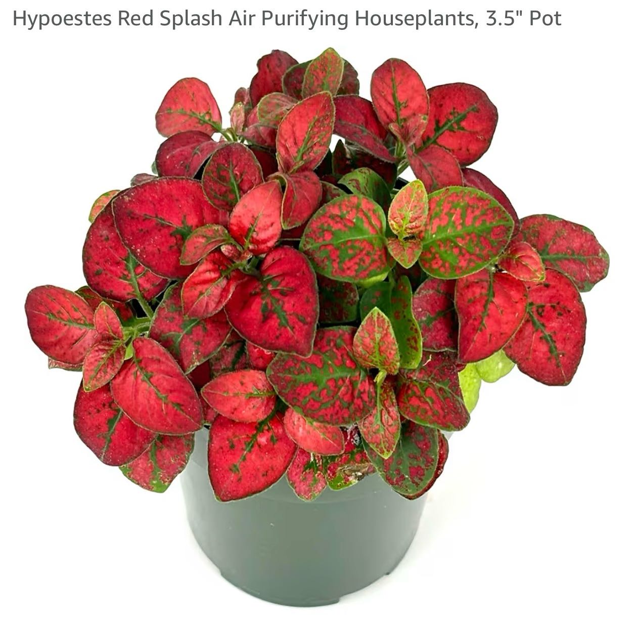 Photo of the plant species Hypoestes 'Red' by @StarryFanpalm51 named Nithin on Greg, the plant care app