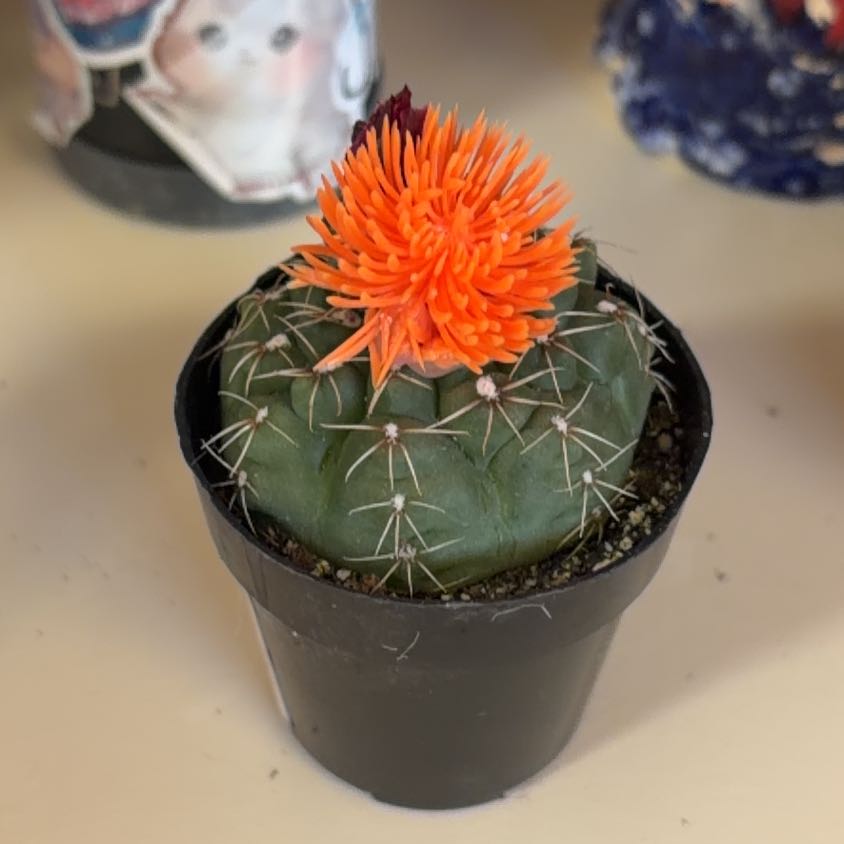 Photo of the plant species Eagle Claw by @KeyIvy23 named Mando on Greg, the plant care app
