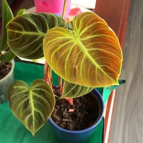 Photo of the plant species Philodendron El Choco Red by @FamedSunstar53 named Elina on Greg, the plant care app