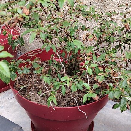 Photo of the plant species Weeping Fuji Cherry by @WinCardoon19 named Elina on Greg, the plant care app