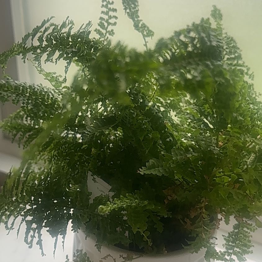 Photo of the plant species fluffy ruffle fern by @CleanIcarus39 named Coco on Greg, the plant care app