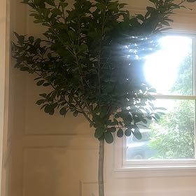 Photo of the plant species weeping fig by @CleanIcarus39 named Fernie Saunders on Greg, the plant care app