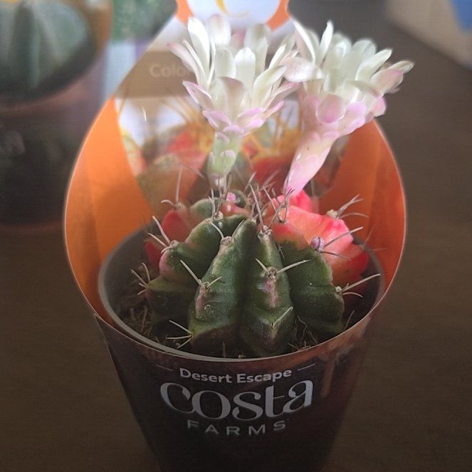 Photo of the plant species Colorful Moon Cactus by @VeteranBuroak32 named Athena on Greg, the plant care app
