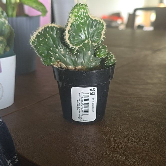 Photo of the plant species Ming Thing Cactus by @VeteranBuroak32 named Nemo on Greg, the plant care app