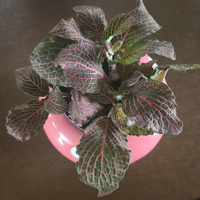Photo of the plant species Red Anna Fittonia by @VeteranBuroak32 named Rihanna on Greg, the plant care app