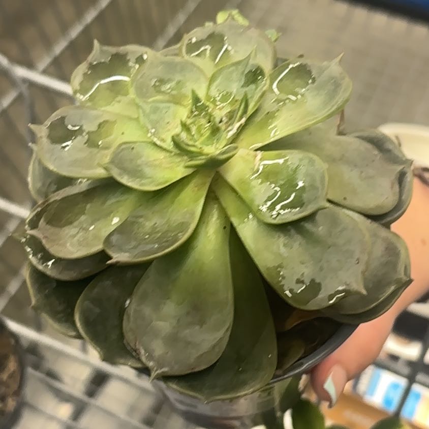 Photo of the plant species Echeveria Marron by @ElatedMexico41 named Bodhi on Greg, the plant care app