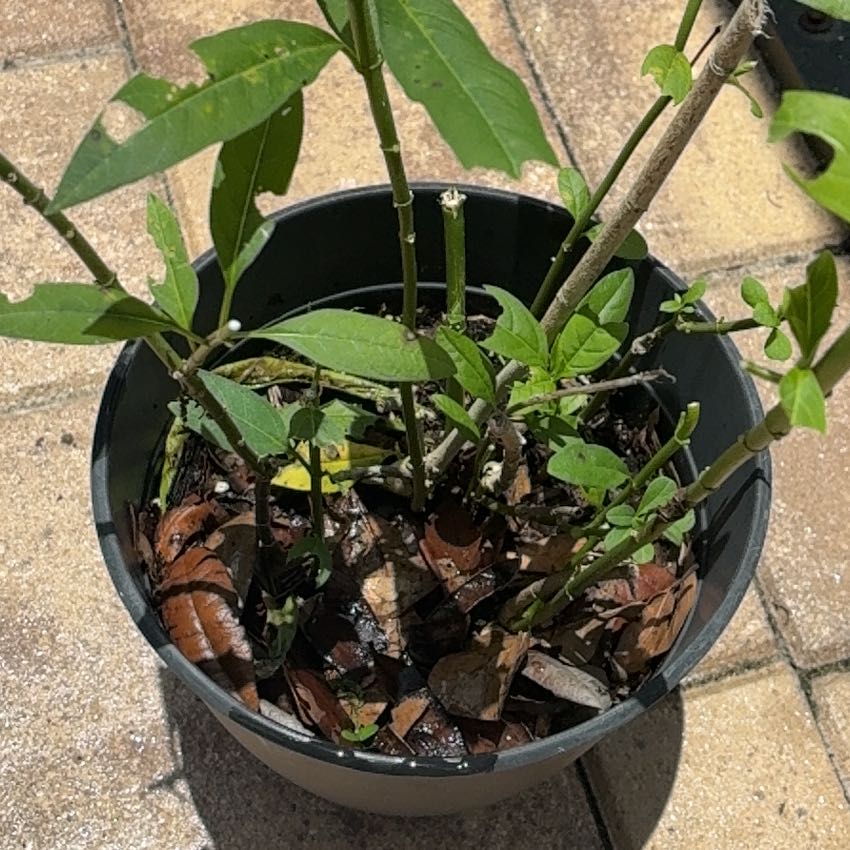 Photo of the plant species Scarlet Milkweed by @ChicHeather74 named Planty on Greg, the plant care app