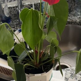 Photo of the plant species Anthurium cirano by @SpotonRedvein50 named Rainier on Greg, the plant care app