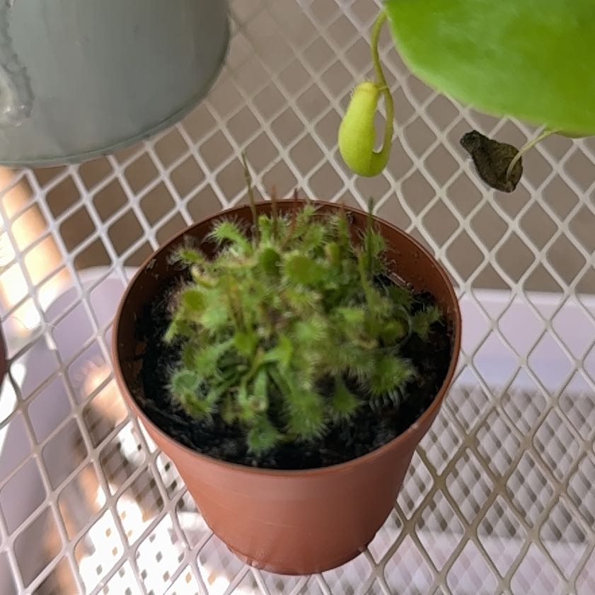 Photo of the plant species Common Sundew by @PluckyLionstail named Apollo on Greg, the plant care app