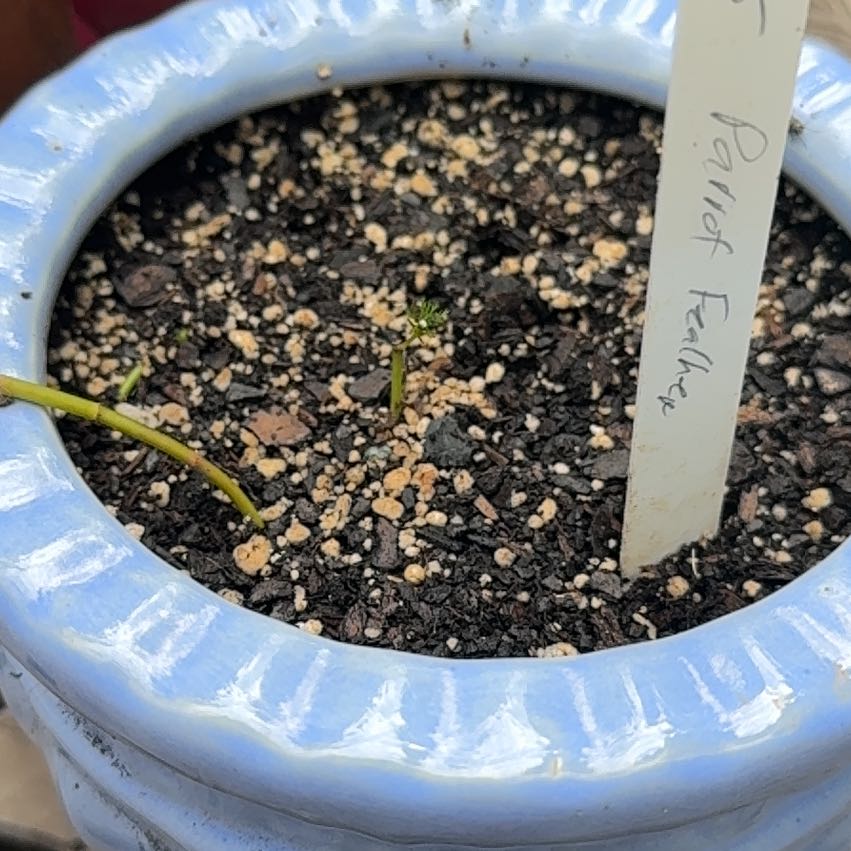 Photo of the plant species Parrot Feather by @MamaDaylillie89 named Peachy parrot on Greg, the plant care app