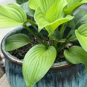Photo of the plant species Plantain Lily by @MamaDaylillie89 named Donna days on Greg, the plant care app