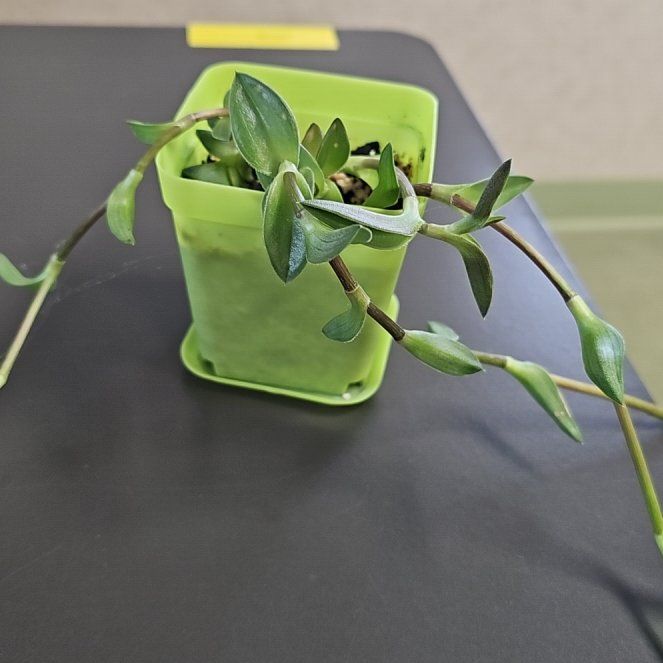 Photo of the plant species Chain Plant by @UnequalledCat53 named Nithin on Greg, the plant care app