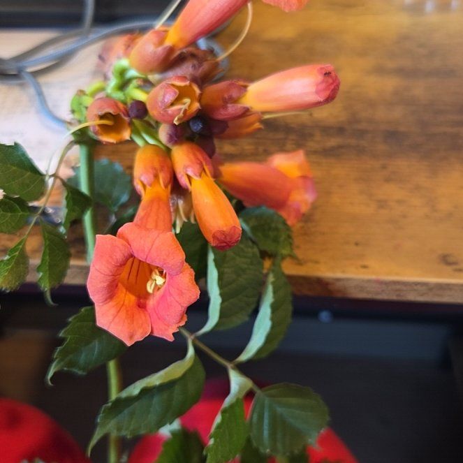 Photo of the plant species Trumpet Creeper by @PrizeSoftcane96 named Sigmund on Greg, the plant care app