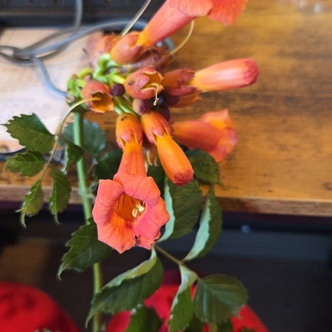 Photo of the plant species Trumpet Creeper by @PrizeSoftcane96 named Sanders on Greg, the plant care app