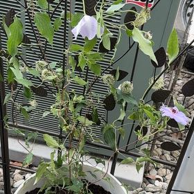 Photo of the plant species Purple Clematis by @FineRibbonwood9 named Elle on Greg, the plant care app