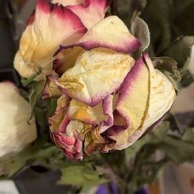 Photo of the plant species Persian Buttercup by @PracticalMiro64 named Kobe on Greg, the plant care app