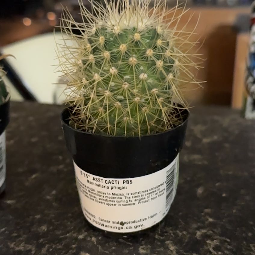 Photo of the plant species Mammillaria pringlei by @HoorayRockfig64 named Joker on Greg, the plant care app