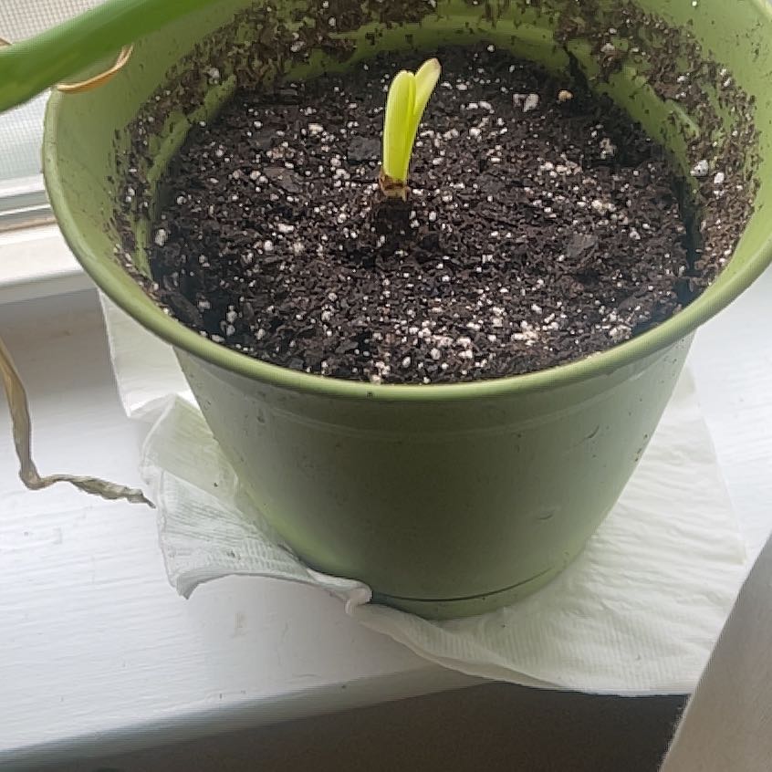 Photo of the plant species Hell Flower by @Kooskoos named Nithin on Greg, the plant care app