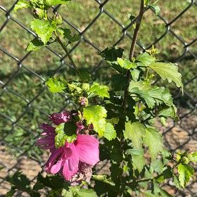 Photo of the plant species Korean Hibiscus by @DashingAjwain11 named Miley on Greg, the plant care app