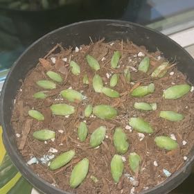 Photo of the plant species Succulent by @NiftyFicus52 named Athena on Greg, the plant care app