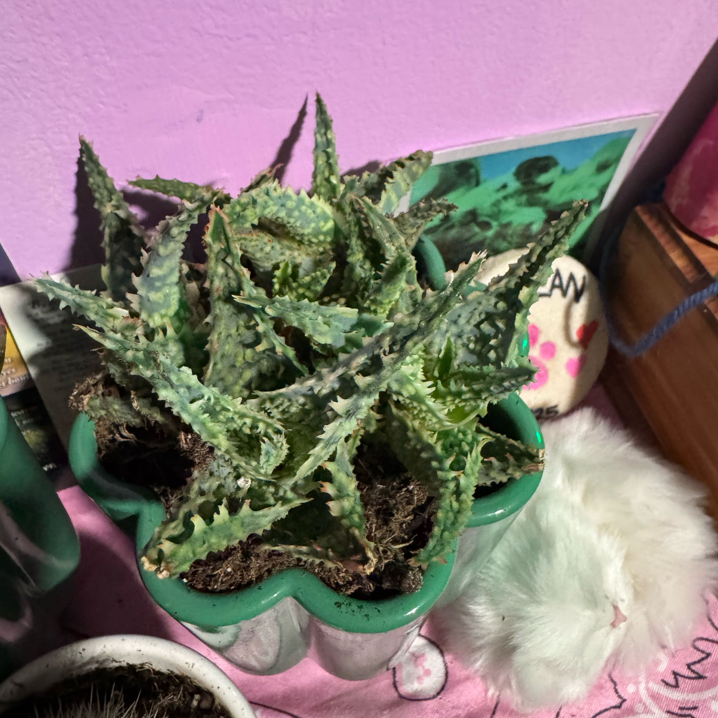 Photo of the plant species Aloe Oik by @AdeptTejocote32 named Rainier on Greg, the plant care app