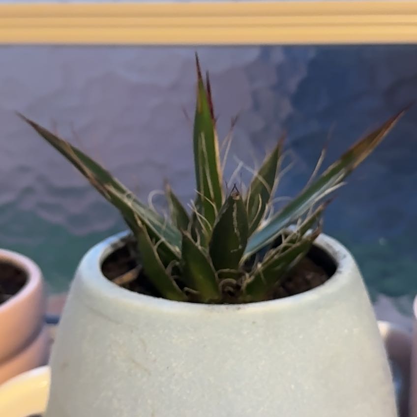 Photo of the plant species Queen Victoria Agave by @SmartCatmint73 named Duke on Greg, the plant care app