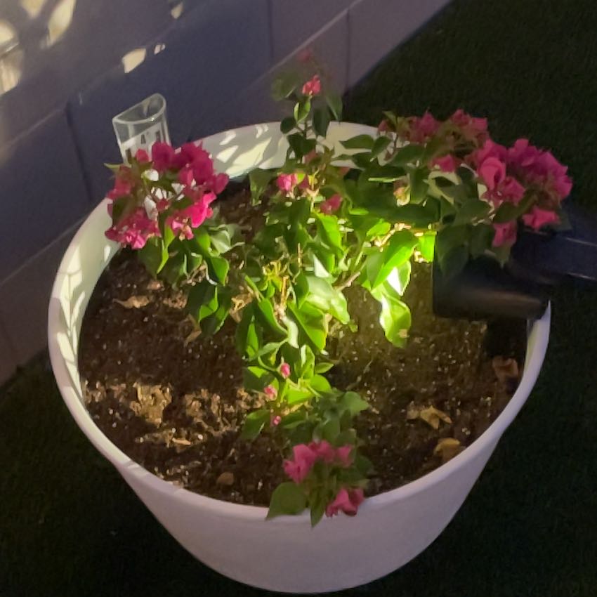 Photo of the plant species Bougainvillea 'Purple Princess' by @SolidlyAnacua37 named Purple Princess Bougainvillea on Greg, the plant care app