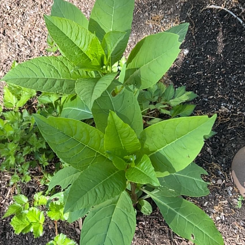 Photo of the plant species American Pokeweed by @ContentlyAtom36 named Zeus on Greg, the plant care app
