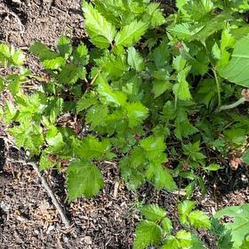 Photo of the plant species Amur Maple by @ContentlyAtom36 named Gregarious on Greg, the plant care app