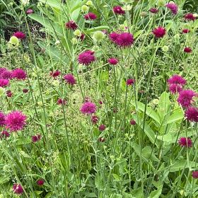 Photo of the plant species Globe Amaranth by @ContentlyAtom36 named Figyonce on Greg, the plant care app